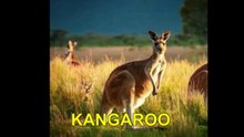 ´´ KANGAROO ´´  ( LEO BENNINK & THE NEW YORK RAPPERS (USA)  R&B /SOUL/FUNK/ROCK / HIP-HOP / RAP ) REMIX  21 11 2025