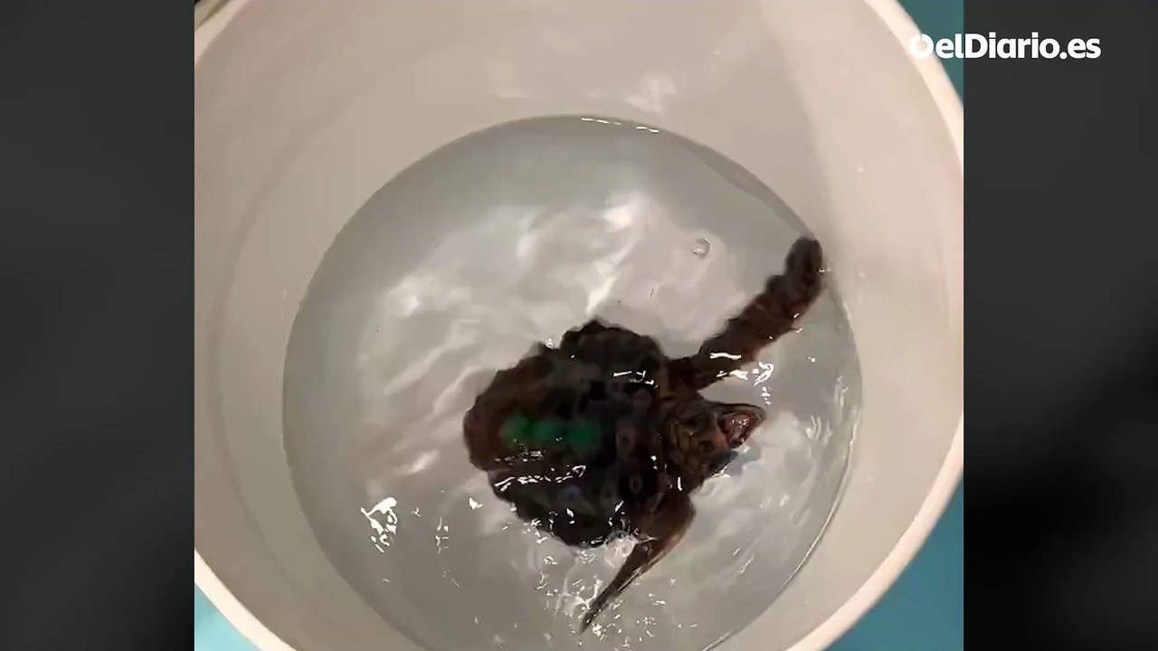 Una tortuga boba recién nacida 'bailando'