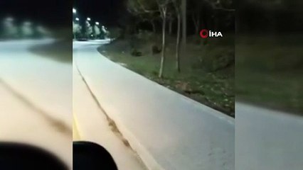 Aç kalan domuz sürüsü, üniversite kampüsünde yiyecek ararken görüntülendi