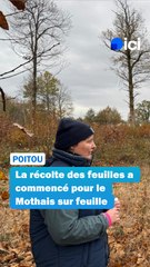 La récolte des feuilles a commencé pour le Mothais sur feuille