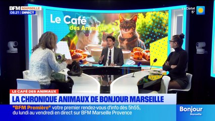 Bonjour Marseille du vendredi 21 novembre 2025