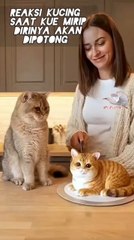   "Humans are indeed mischievous, like this video where a cat is being teased by its owner.