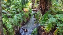 Green Spring Florida – Das smaragdgrüne Naturwunder! 🌊🌴