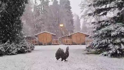 La magia della neve: il parco di Levico imbiancato (Video Rizzonelli)