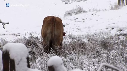 La primera ola de frío llega a España y deja nevadas en Asturias