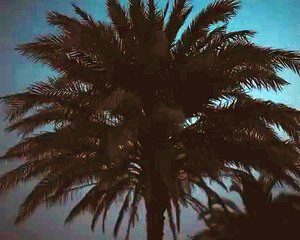 النخيل والأخضر الزمردي يزينان مجموعة OKHTEIN الحصرية احتفالًا باليوم الوطني السعودي