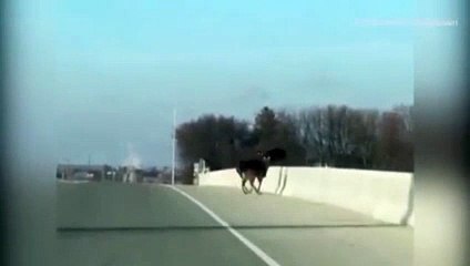 بالفيديو انتحار جماعي لقطيع من الغزلان في مشهد نادر