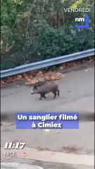 Les images insolites d'un sanglier aperçu ce vendredi, à Nice