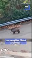 Les images insolites d'un sanglier aperçu ce vendredi, à Nice