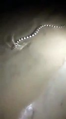 بالفيديو ظهور ثعبان سام بالقرب من شاطئ بمدينة ينبع