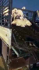 فيديو طريف لفتيات بالسعودية اثناء شرائهم خروف من نوع نعيمي