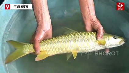 इस मछली को कहते हैं रिवर ऑफ टाइगर, ब्यूटी के लिए फेमस है मध्य प्रदेश की स्टेट फिश