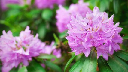 10 Gardening Tips On How To Get Big Beautiful Blooms From Your Rhododendron