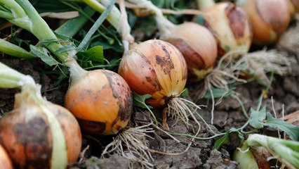 10 Gardening Mistakes To Avoid While Growing Onions