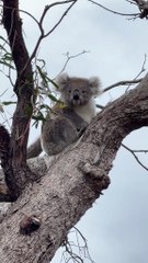 Australian koala 🐨