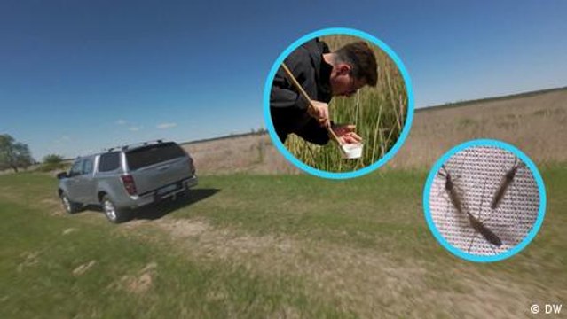 Mückenjagd im Moor: Wie sich neue Krankheiten ausbreiten könnten