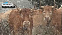 Cantabria, Castilla y León, Navarra y País Vasco en aviso naranja por acumulación de nieve