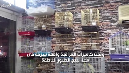 بالصور: احتيال لص علي صاحب محل طيور وسرقة ببغاء سعره يتجاوز 3الاف ريال بالطائف