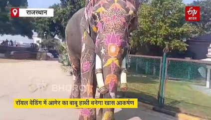 उदयपुर की रॉयल वेडिंग में आमेर का बाबू हाथी बनेगा खास आकर्षण