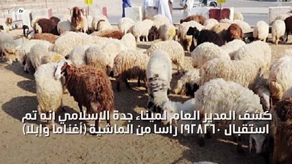 هذا ما استوردته الحكومة السعودية من المواشي خلال 28 يوم فقط