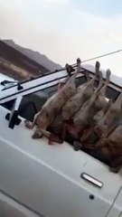 بالفيديو بعد صائد القطط البحث عن صائد الارانب بالسعودية