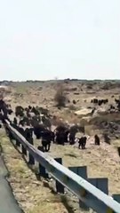 فيديو: قطيع من القرود يثير الرعب ويقطع الطريق في عسير بالسعودية