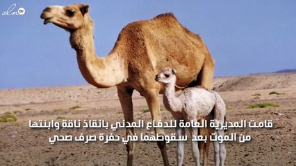 الدفاع المدني بالسعودية ينقذ ناقة من الموت داخل حفرة كبيرة