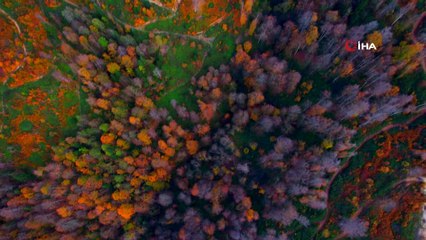 Doğa fotoğrafçılarına müjde: Mevsimin büyüleyici ahengi her yeri sardı