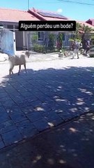 Bode coloca trabalhadores de cidade da Grande Florianópolis para correr e cena viraliza