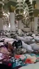 بالفيديو لماذا لا تستطيع دخول المسجد النبوى