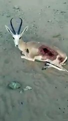 مخالفون يطلقون النار علي "ظبي" داخل محمية بالسعودية