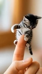 Tiny Kitten Sitting on a Finger - Cutest Thing Ever! 🐾😘