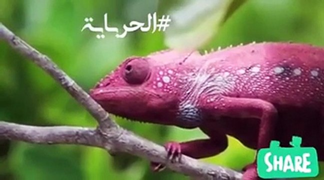 خاص – هيفاء وهبي تنافس في رمضان رغم كل الأزمات