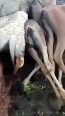 نفوق عدد كبير من الإبل في أبها بسبب صاعقة رعدية