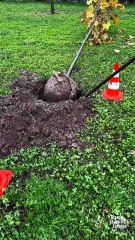 Brescia -  Giornata Nazionale degli Alberi alla scuola primaria Deledda (21.11.25)