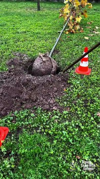 Brescia - Giornata Nazionale degli Alberi alla scuola primaria Deledda (21.11.25)