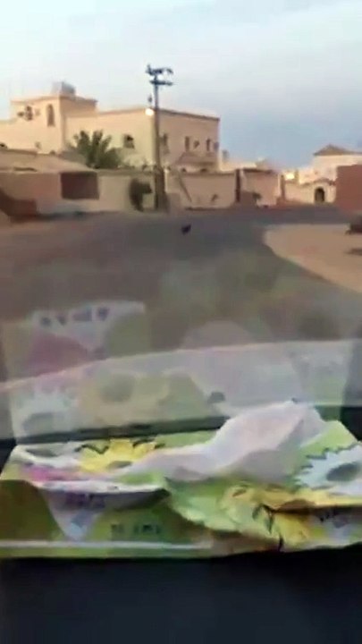 ذئب يتجول فى شوارع سكاكا والامساك به بعد 5 ايام