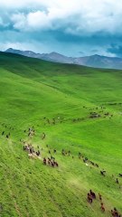 Wild Horses, Endless Nature, and Pure Serenity #horses #scenery #grasslands