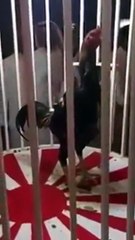 ديك يصل ثمنه إلى 10 آلاف ريال بأحد المزادات العامة بالمملكة