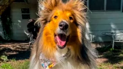 Un gesto entrañable de un perro durmiendo se vuelve desgarrador al saber que ya no puede correr de verdad