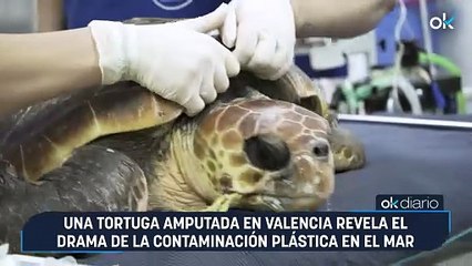 Una tortuga amputada en Valencia revela el drama de la contaminación plástica en el mar