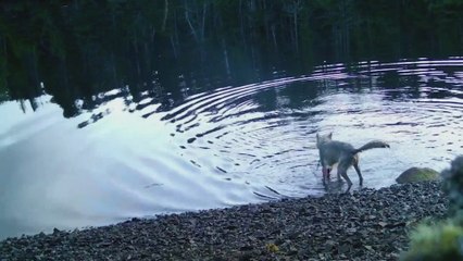 Graban a un lobo salvaje usando herramientas humanas para cazar: nivel avanzado de razonamiento