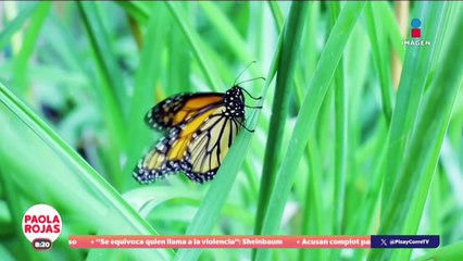 Abren santuario de Mariposas Monarca en Michoacán | DPC con Paola Rojas