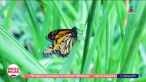 Abren santuario de Mariposas Monarca en Michoacán | DPC con Paola Rojas