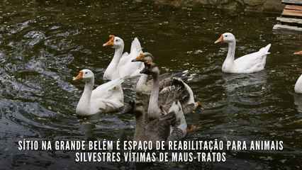 Sítio na Grande Belém é espaço de reabilitação para animais silvestres vítimas de maus-tratos