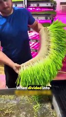 6-Day Green Feed Tech 🌱