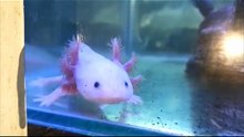 Axolotl Salamander Fish | Pokemon Mudkip