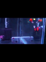 Platinum Dumbo Ear Guppy Fish Aquarium Tank