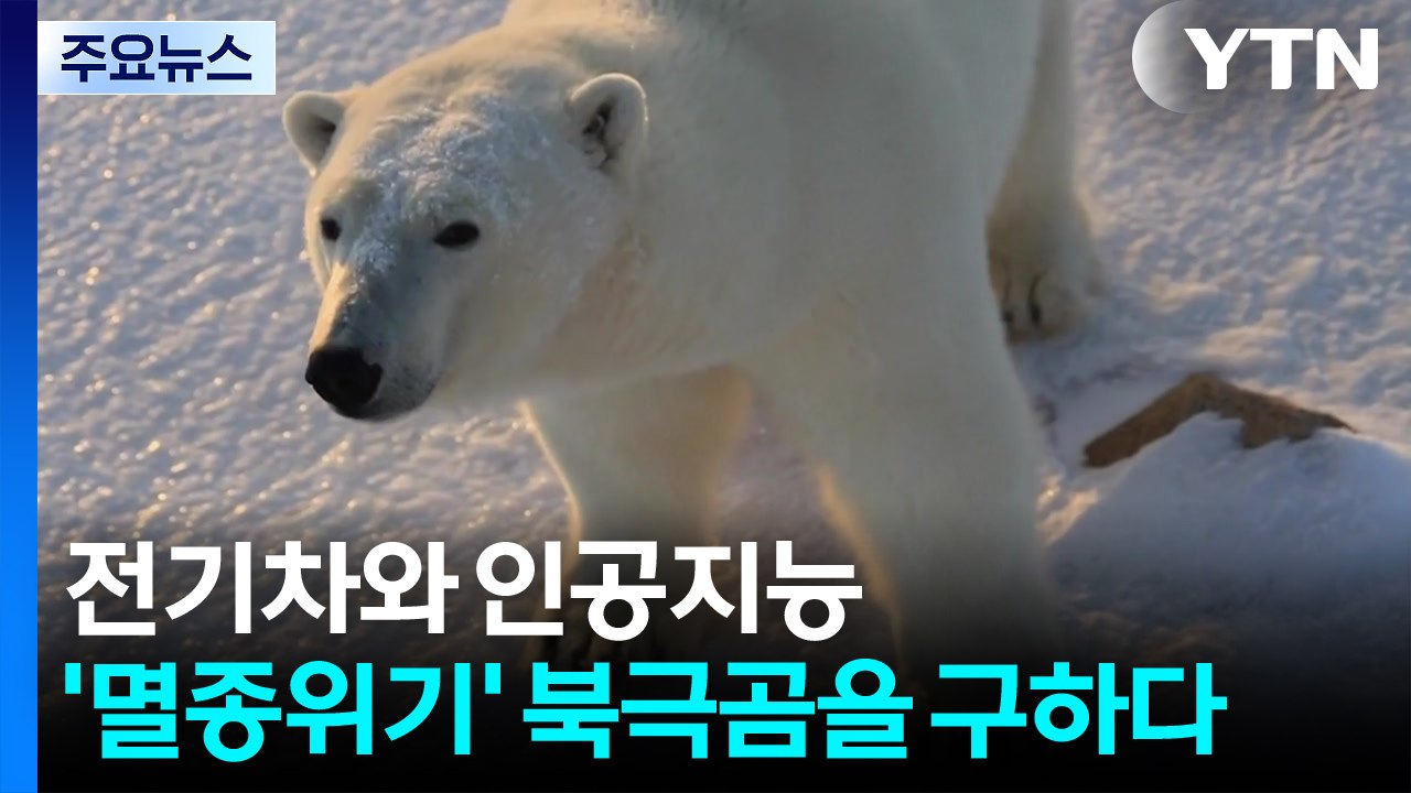 전기차와 인공지능, '멸종위기' 북극곰을 구하다 / YTN