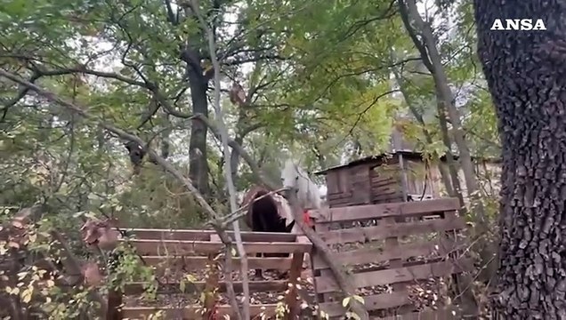 Famiglia in un bosco in Abruzzo, il Tribunale dei minori allontana i tre figli